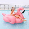 pink flamingo lifestyle in the swimming pool